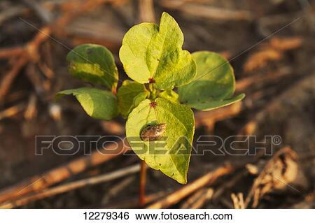 A snail on a leaf of no-till cotton seedling; England, Arkansas, United States of America View Large Photo Image Stock Photograph - A snail on a leaf of no-till cotton seedling; England, Arkansas, United States of America. Fotosearch