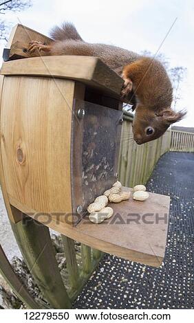 A squirrel discovers peanuts left on the ledge of a bird feeder on a fence; Cumbria, England View Large Photo Image Stock Image - A squirrel discovers peanuts left on the ledge of a bird feeder on a fence; Cumbria, England. Fotosearch