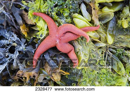 A Starfish Revealed At Low Tide In Isanotski Strait; False Pass, Alaska, United States Of America View Large Photo Image Stock Photo - A Starfish Revealed At Low Tide In Isanotski Strait; False Pass, Alaska, United States Of America. Fotosearch