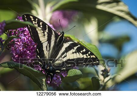 A Swallowtail Butterfly seeks nectar from a butterfly bush; Astoria, Oregon, United States of America View Large Photo Image Stock Photograph - A Swallowtail Butterfly seeks nectar from a butterfly bush; Astoria, Oregon, United States of America. Fotosearch