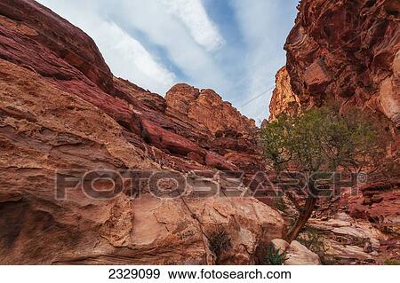 A Tree Growing On A Sandstone Rock Face; Petra, Jordan View Large Photo Image Stock Photo - A Tree Growing On A Sandstone Rock Face; Petra, Jordan. Fotosearch