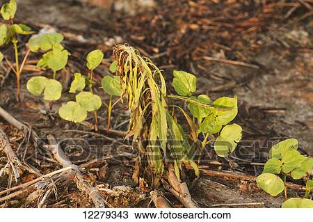 A weed dying from application of post emergence herbicide, most likely glyphosate, over the cotton; England, Arkansas, United States of America View Large Photo Image Stock Image - A weed dying from application of post emergence herbicide, most likely glyphosate, over the cotton; England, Arkansas, United States of America. Fotosearch