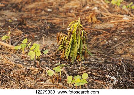 Stock Photo - A weed dying from the application of post emergence herbicide, possibly glyphosate; England, Arkansas, United States of America. Fotosearch