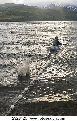 Stock Image - A Woman Tending Her Subsistence Salmon Net By Kayak At A Summer Fish Camp On The East End Of Unimak Island On The Edge Of Isanotski Strait; False Pass, Southwest Alaska, United States Of America. Fotosearch