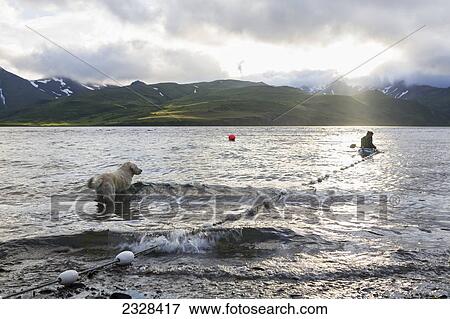 Stock Photo - A Woman Tending Her Subsistence Salmon Net By Kayak At A Summer Fish Camp On The East End Of Unimak Island On The Edge Of Isanotski Strait; False Pass, Southwest Alaska, United States Of America. Fotosearch