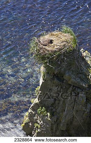 A Young Bald Eagle In A Nest On A Rock Pinnacle; False Pass, Southwest Alaska, United States Of America View Large Photo Image Picture - A Young Bald Eagle In A Nest On A Rock Pinnacle; False Pass, Southwest Alaska, United States Of America. Fotosearch