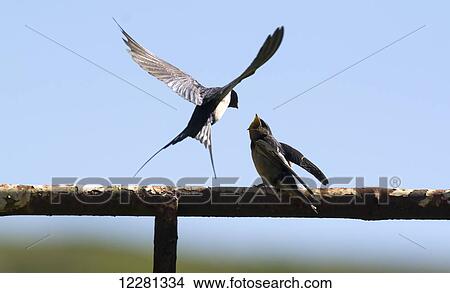 Adult Barn Swallow Hirundo Rustica Feeding Young Fledglings