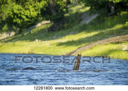 Stock Image - African Elephant (Loxodonta), Chobe National Park; Kasane, Botswana. Fotosearch