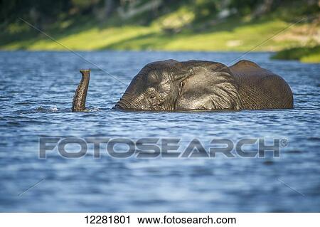 Stock Image - African Elephant (Loxodonta), Chobe National Park; Kasane, Botswana. Fotosearch