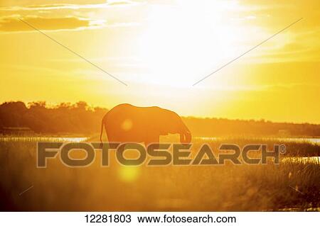 Stock Image - African Elephant (Loxodonta), Chobe National Park; Kasane, Botswana. Fotosearch