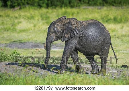 African Elephant (Loxodonta), Chobe National Park; Kasane, Botswana View Large Photo Image Stock Photo - African Elephant (Loxodonta), Chobe National Park; Kasane, Botswana. Fotosearch
