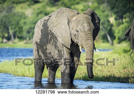 Stock Photo - African Elephant (Loxodonta), Chobe National Park; Kasane, Botswana. Fotosearch