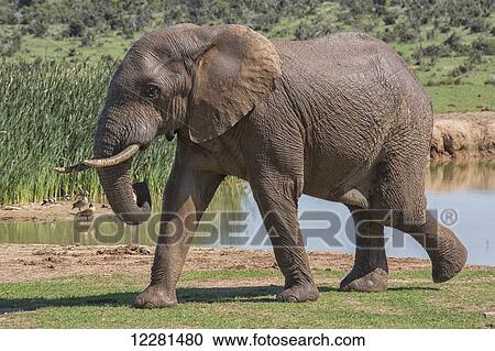 African elephant (Loxodonta) in Addo Elephant National Park; South Africa View Large Photo Image Stock Image - African elephant (Loxodonta) in Addo Elephant National Park; South Africa. Fotosearch