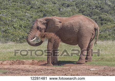African elephant (Loxodonta) in Addo Elephant National Park; South Africa View Large Photo Image Stock Image - African elephant (Loxodonta) in Addo Elephant National Park; South Africa. Fotosearch