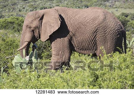 Stock Image - African elephant (Loxodonta) in Addo Elephant National Park; South Africa. Fotosearch