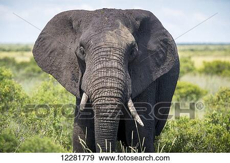 African Elephant (Loxodonta), Kruger National Park; South Africa View Large Photo Image Stock Photo - African Elephant (Loxodonta), Kruger National Park; South Africa. Fotosearch