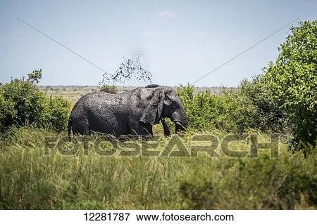 Stock Photo - African Elephant (Loxodonta), Kruger National Park; South Africa. Fotosearch