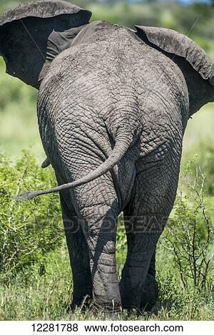 Stock Photo - African Elephant (Loxodonta), Kruger National Park; South Africa. Fotosearch