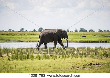 African Elephants (Loxodonta), Chobe National Park; Kasane, Botswana View Large Photo Image Stock Image - African Elephants (Loxodonta), Chobe National Park; Kasane, Botswana. Fotosearch