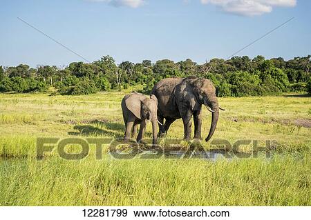 African Elephants (Loxodonta), Chobe National Park; Kasane, Botswana View Large Photo Image Stock Photo - African Elephants (Loxodonta), Chobe National Park; Kasane, Botswana. Fotosearch