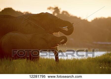 African Elephants (Loxodonta), Chobe National Park; Kasane, Botswana View Large Photo Image Stock Photography - African Elephants (Loxodonta), Chobe National Park; Kasane, Botswana. Fotosearch