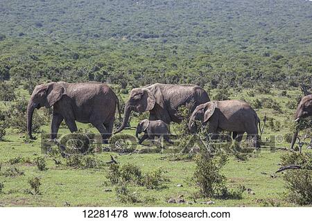 African elephants (Loxodonta) in Addo Elephant National Park; South Africa View Large Photo Image Stock Photo - African elephants (Loxodonta) in Addo Elephant National Park; South Africa. Fotosearch