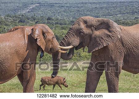 African elephants (Loxodonta) with a warthog (Phacochoerus) in the background; Addo Elephant National Park; South Africa View Large Photo Image Stock Image - African elephants (Loxodonta) with a warthog (Phacochoerus) in the background; Addo Elephant National Park; South Africa. Fotosearch