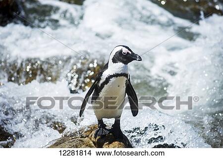 African Penguin (Spheniscidae) by the water; Betty's Bay, South Africa View Large Photo Image Picture - African Penguin (Spheniscidae) by the water; Betty's Bay, South Africa. Fotosearch