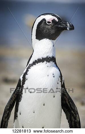 African Penguin (Spheniscidae) by the water; Betty's Bay, South Africa View Large Photo Image Stock Image - African Penguin (Spheniscidae) by the water; Betty's Bay, South Africa. Fotosearch