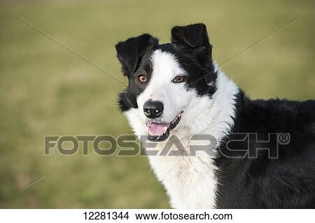 Picture - Alert border collie sheepdog; Yorkshire, England. Fotosearch