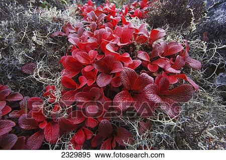 Stock Photography - Alpine Bearberry (Arctostaphylos Alpina) In Brilliant Autumn Red, Bering Land Bridge National Preserve (National Park) Near Serpentine Hot Springs; Northwest Alaska, United States Of America. Fotosearch