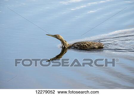 Stock Image - American Bitten (Botaurus lentiginosus) swimming in a pond; Surrey, British Columbia, Canada. Fotosearch
