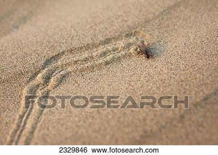 Stock Photograph - An Ant Leaves A Trail As It Walks Along The Sand, Great Kobuk Sand Dunes, Kobuk Valley National Park; Northwest Alaska, United States Of America. Fotosearch