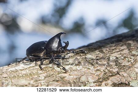 Stock Photo - An insect on tree bark; Golden Beach, Queensland, Australia. Fotosearch