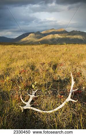 Stock Image - Antlers On The Grass In Brooks Range, Gates Of The Arctic National Park In Northwestern Alaska; Alaska, United States Of America. Fotosearch