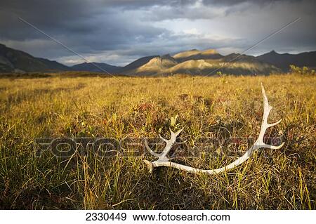 Stock Photo - Antlers On The Grass In Brooks Range, Gates Of The Arctic National Park In Northwestern Alaska; Alaska, United States Of America. Fotosearch