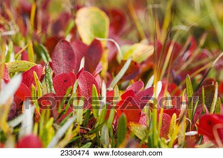 Autumn Colors On Tundra Foilage Near The Noatak River, Brooks Range; Alaska, United States Of America View Large Photo Image Picture - Autumn Colors On Tundra Foilage Near The Noatak River, Brooks Range; Alaska, United States Of America. Fotosearch