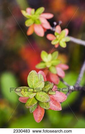 Autumn Colours On Tundra Foliage Near The Noatak River, Brooks Range; Alaska, United States Of America View Large Photo Image Stock Image - Autumn Colours On Tundra Foliage Near The Noatak River, Brooks Range; Alaska, United States Of America. Fotosearch