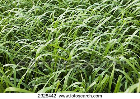 Beach Grass; False Pass, Alaska, United States Of America View Large Photo Image Stock Image - Beach Grass; False Pass, Alaska, United States Of America. Fotosearch