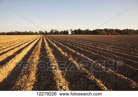 Stock Photograph - Bedded land, not yet ready for planting; England, Arkansas, United States of America. Fotosearch