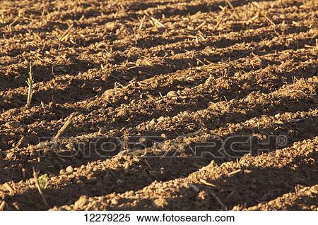 Bedded land, not yet ready for planting; England, Arkansas, United States of America View Large Photo Image Stock Photography - Bedded land, not yet ready for planting; England, Arkansas, United States of America. Fotosearch