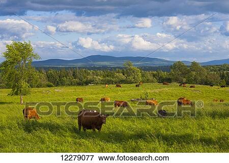 Beef cattle in a field; Waterloo, Quebec, Canada View Large Photo Image Stock Photo - Beef cattle in a field; Waterloo, Quebec, Canada. Fotosearch