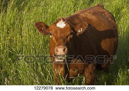 Beef cow in field; Waterloo, Quebec, Canada View Large Photo Image Stock Photo - Beef cow in field; Waterloo, Quebec, Canada. Fotosearch