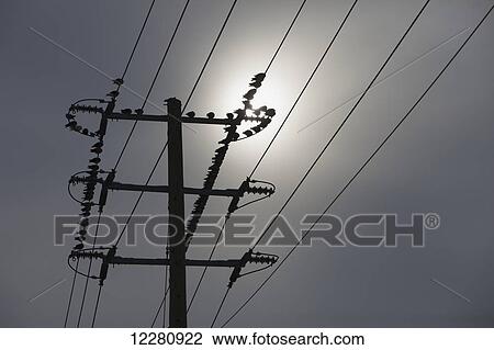 Birds on hydro wires; Brampton, Ontario, Canada View Large Photo Image Stock Image - Birds on hydro wires; Brampton, Ontario, Canada. Fotosearch