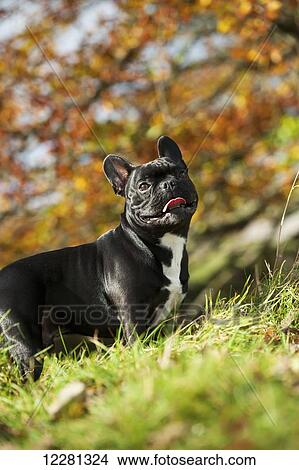 Black coated French Bulldog, out in countryside; United Kingdom View Large Photo Image Picture - Black coated French Bulldog, out in countryside; United Kingdom. Fotosearch