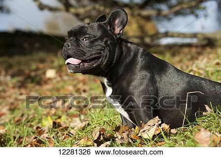 Stock Photograph - Black coated French Bulldog, out in countryside; United Kingdom. Fotosearch