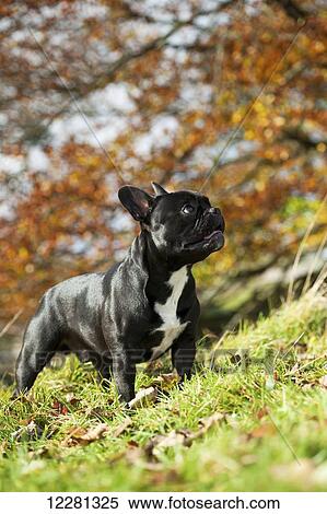 Black coated French Bulldog, out in countryside; United Kingdom View Large Photo Image Stock Photography - Black coated French Bulldog, out in countryside; United Kingdom. Fotosearch