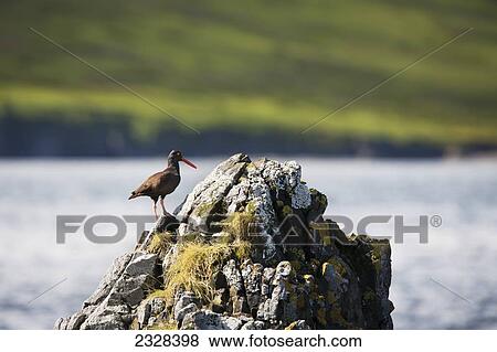 Stock Photo - Black Oystercatcher (Haematopus Bachmani); Sankin Island, Ikatan Bay, Aleutian Islands, Southwest Alaska, United States Of America. Fotosearch