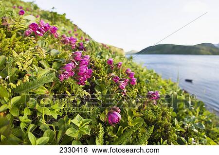Bright Pink Wildflowers Covering A Hillside And Views Of The East End Of Unimak Island On The Edge Of Isanotski Strait, False Pass, The Aleutians; Southwest Alaska, United States Of America View Large Photo Image Stock Photo - Bright Pink Wildflowers Covering A Hillside And Views Of The East End Of Unimak Island On The Edge Of Isanotski Strait, False Pass, The Aleutians; Southwest Alaska, United States Of America. Fotosearch