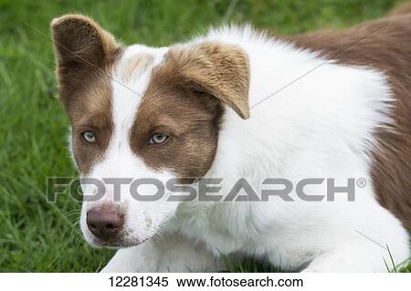 Brown and white border collie sheepdog in field, showing patches around eyes; Yorkshire, England View Large Photo Image Stock Photography - Brown and white border collie sheepdog in field, showing patches around eyes; Yorkshire, England. Fotosearch
